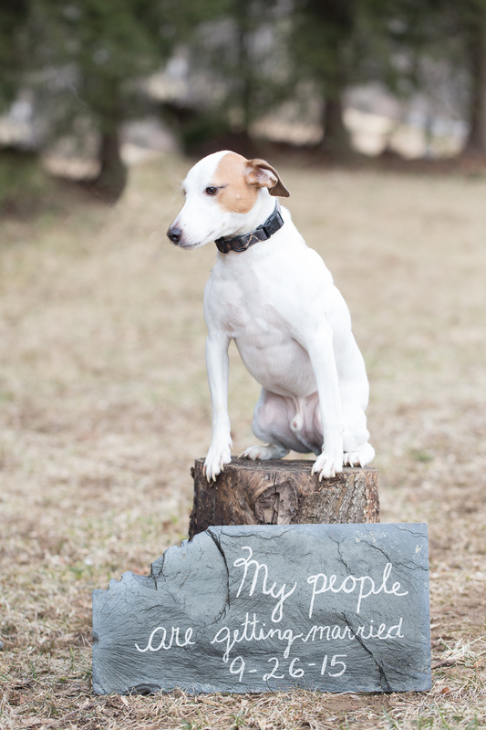 Save the date, dog engagement portraits, my people are getting married dog