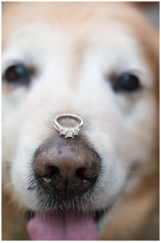 dog with engagement ring, dog engagement photos, ring shot, 